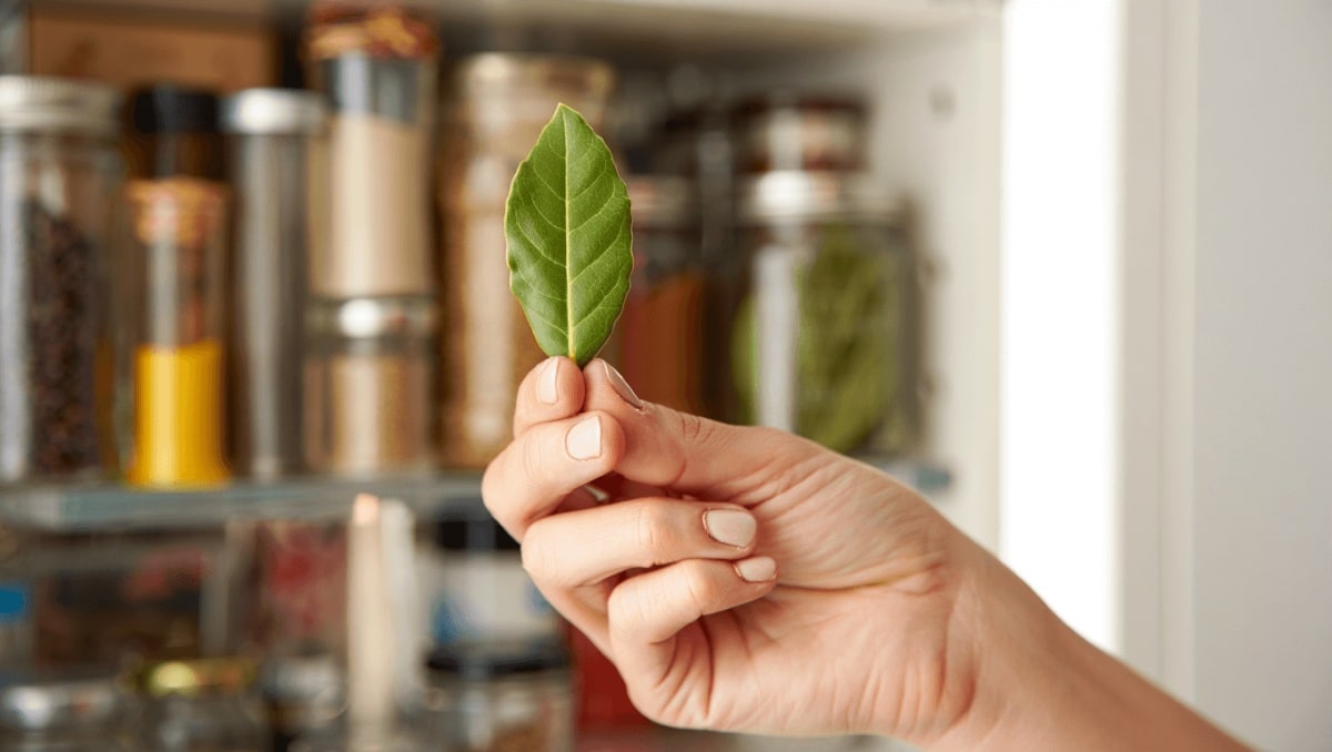 Pourquoi faire bouillir des feuilles de laurier ?