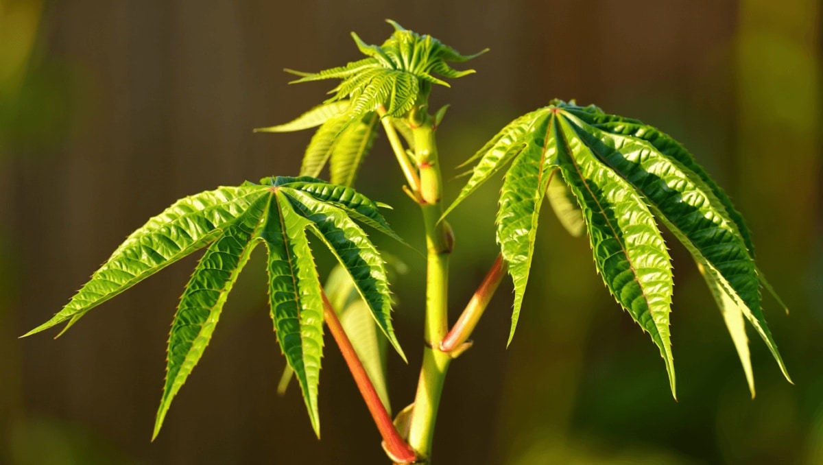 Cette plante est un véritable trésor pour le corps humain, mais la plupart des gens ignorent encore ses bienfaits…