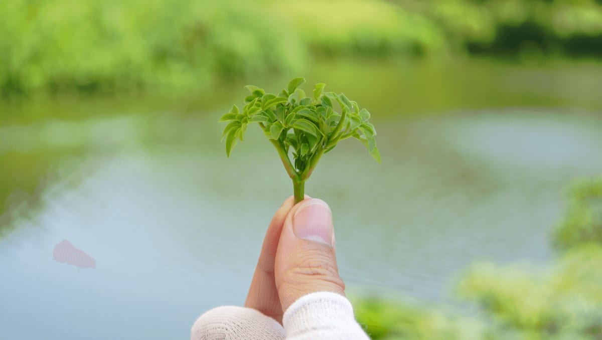 This plant has been called a ‘vegetarian meatball’ for having so much protein â it can keep your brain young, too