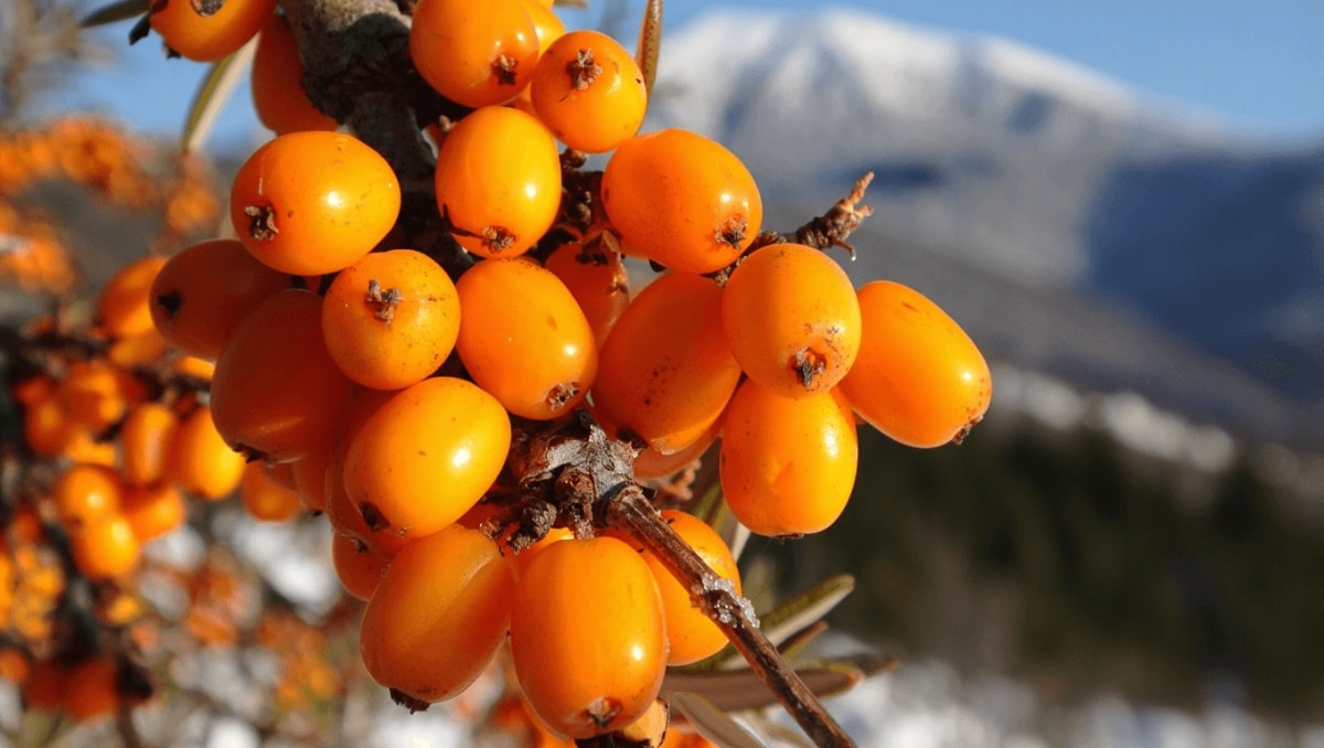 This berry has been called the ‘Siberian miracle’ — it could slow aging, boost immunity and even help prevent cancer