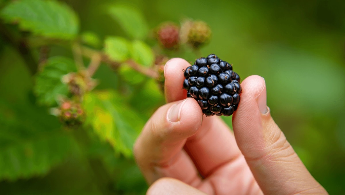 
		60-calorie fiber bomb can boost memory, improve skin aging and even fight gum disease	
