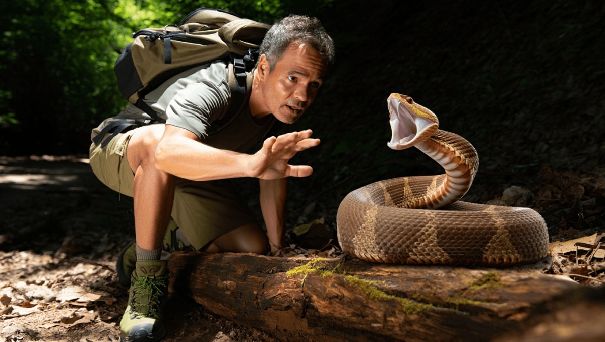 En cas de morsure de serpent, voici les premiers réflexes à adopter
