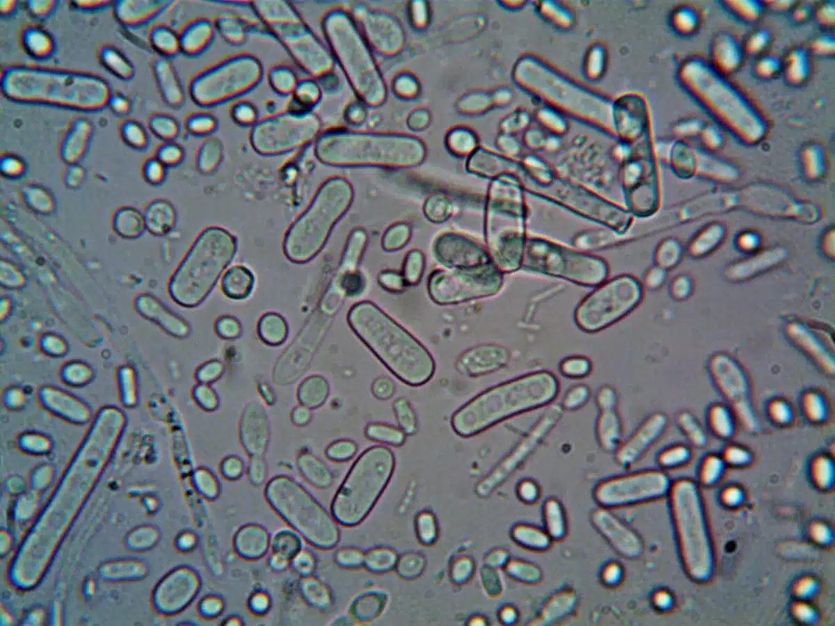 Microscopic view of gut bacteria and microbiota cells