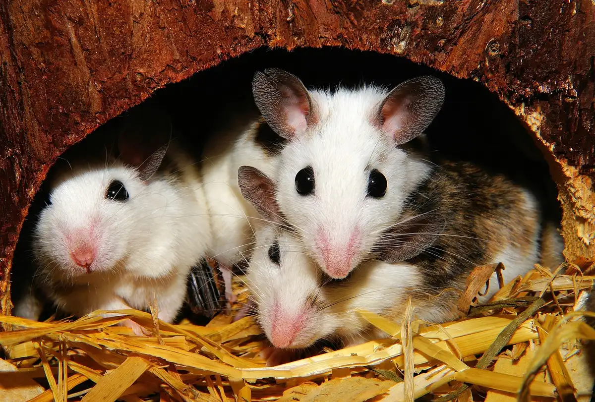 Laboratory mouse beside food in a research cage illustrating animal experiments